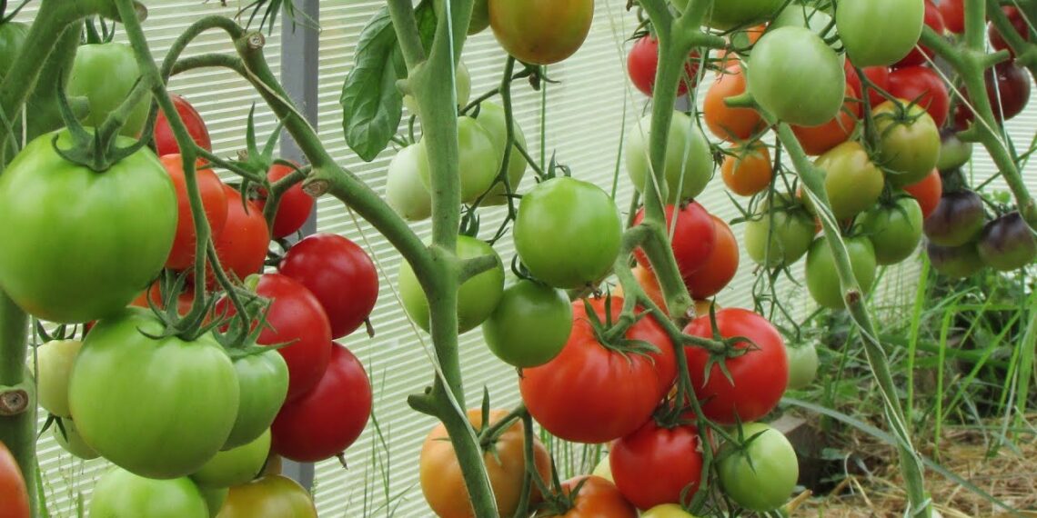 Tik dvi saujos į duobutę – ir pomidorai dera kaip pašėlę: sodininkų triukas nustebins