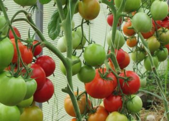 Tik dvi saujos į duobutę – ir pomidorai dera kaip pašėlę: sodininkų triukas nustebins