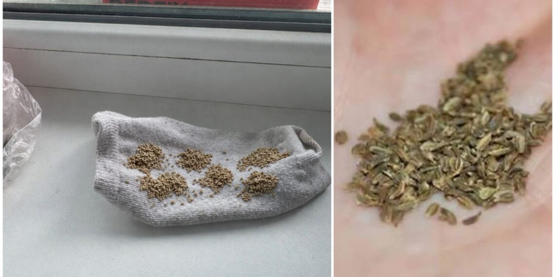 Ukrainietė parodė paprastą triuką: kojinė su morkų sėklomis padeda išvengti ravėjimo