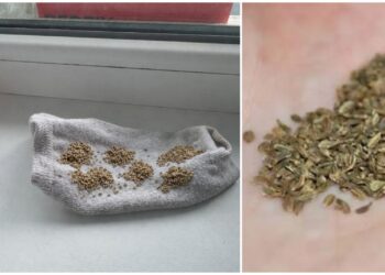 Ukrainietė parodė paprastą triuką: kojinė su morkų sėklomis padeda išvengti ravėjimo