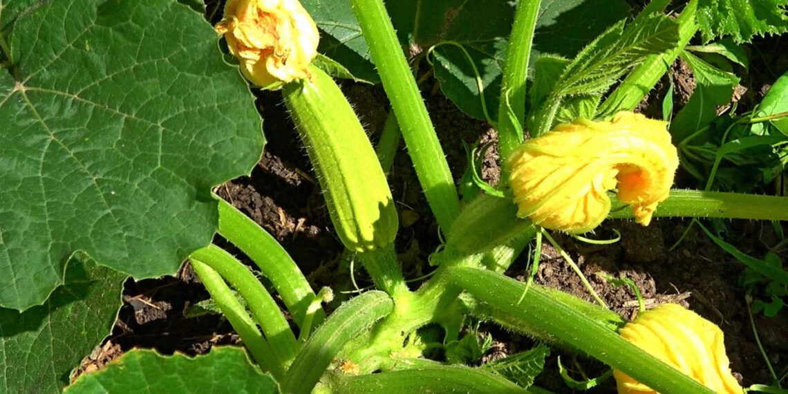 Ukrainietė daržininkė pasidalijo triuku: ankstyvas ir gausus cukinijų derlius be didelių išlaidų