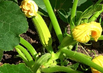 Ukrainietė daržininkė pasidalijo triuku: ankstyvas ir gausus cukinijų derlius be didelių išlaidų