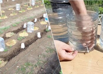 Pigus sprendimas sodui: 5 litrų butelis gali pakeisti nuolatinį laistymą