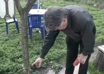 Paprastas sodo triukas: tirpale pamirkyta medžiaga gali padėti sumažinti kenkėjų skaičių