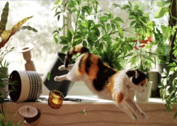 Kodėl katės vakare ima pašėlusiai lakstyti po namus? Veterinarai paaiškino