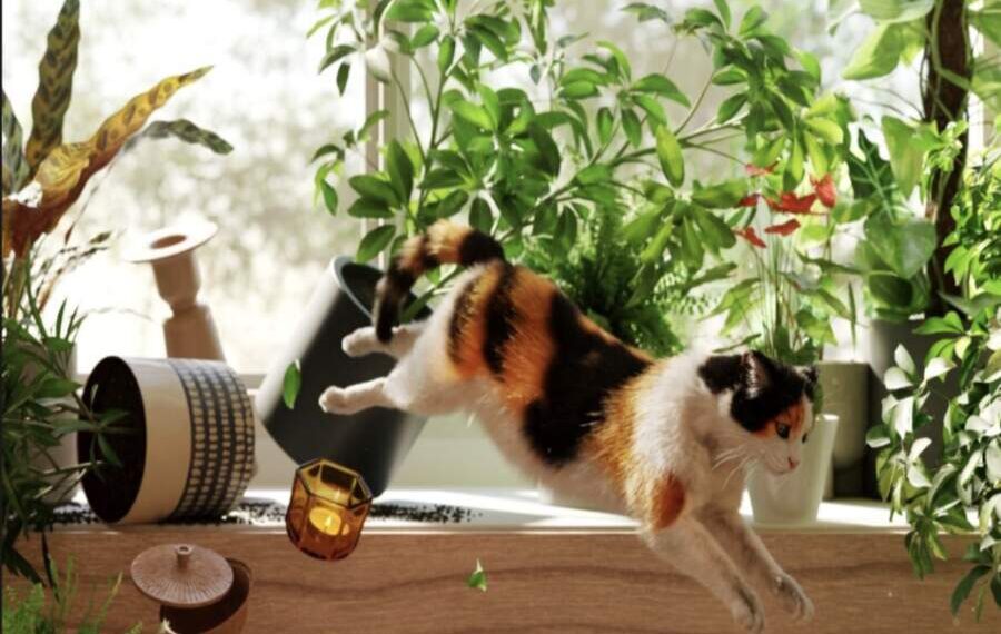 Kodėl katės vakare ima pašėlusiai lakstyti po namus? Veterinarai paaiškino