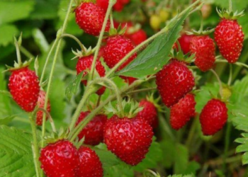 Vasarnamių savininkai daro šią klaidą: agronomai paaiškino, kur iš tiesų sodinti braškes