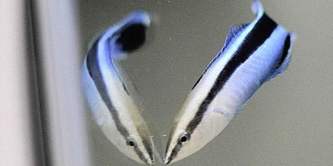 Veidrodis nemeluoja? Šis klastingas testas su žuvimi gali apversti viską aukštyn kojomis