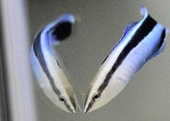 Veidrodis nemeluoja? Šis klastingas testas su žuvimi gali apversti viską aukštyn kojomis