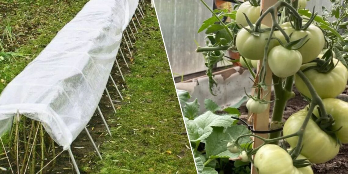 Vietoj plėvelės daržą dengiu šia medžiaga: piktžolės neauga, o derlius stebina