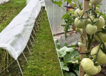 Vietoj plėvelės daržą dengiu šia medžiaga: piktžolės neauga, o derlius stebina