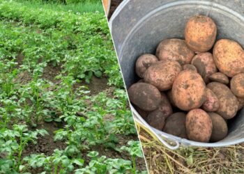 Padarė „klaidą“ sodindamas bulves – o derlius išaugo dvigubai